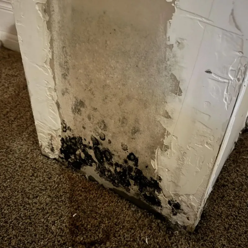Professional Mold Removal in Mountain View, WY